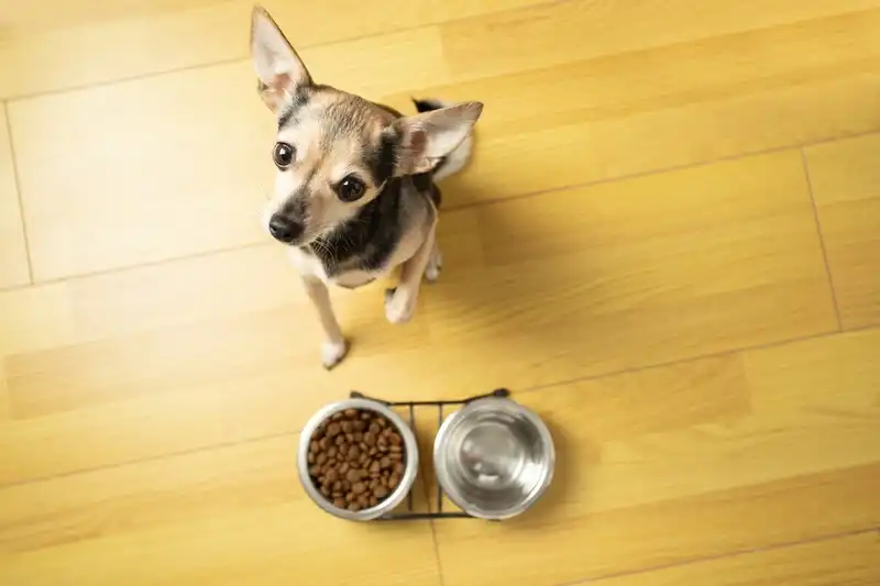 feed small dogs