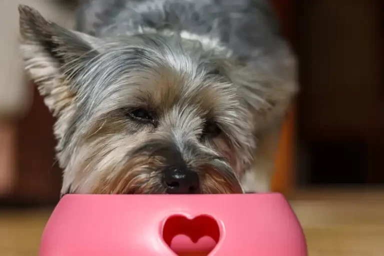 feed small dogs