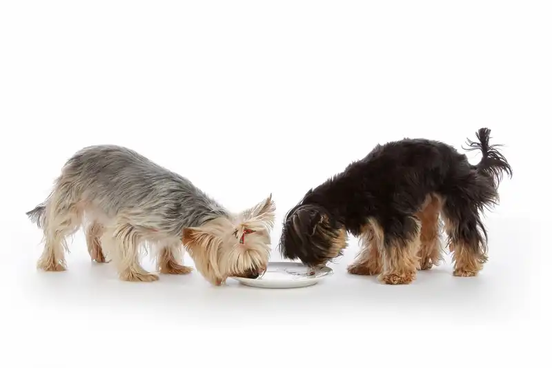 feed small dogs