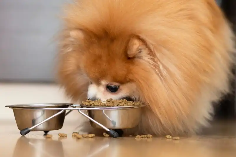 feed small dogs