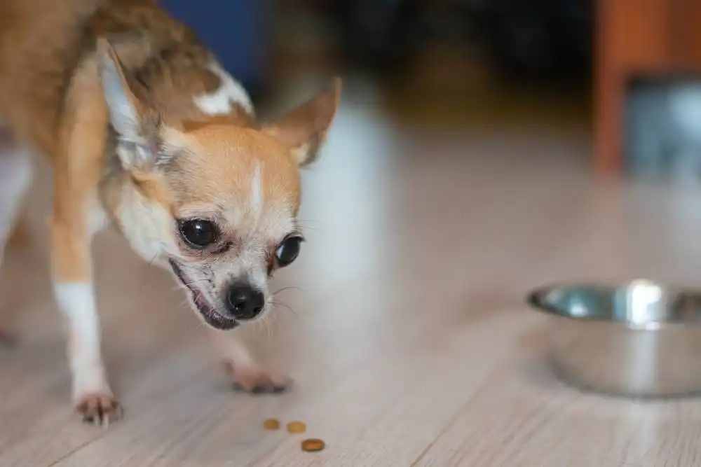 feed small dogs