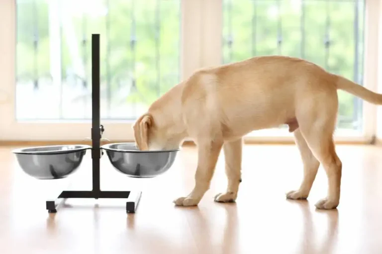 feed your dog
