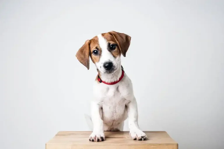 train a puppy